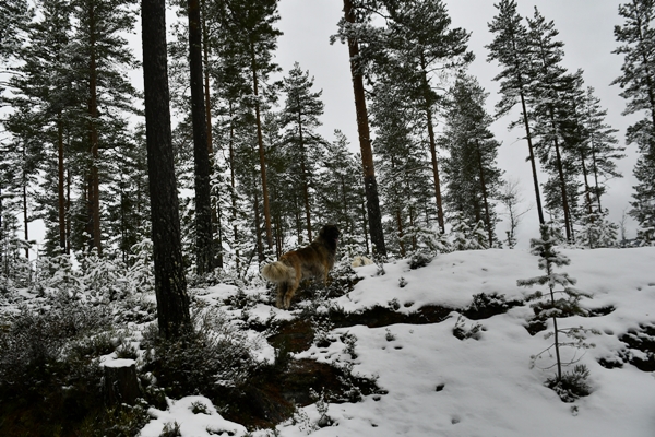 skautur i vinterland