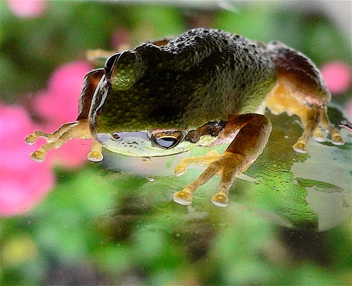 25 Mengambilan Foto Katak dan Kodok Terbaik Unik dan Lucu 