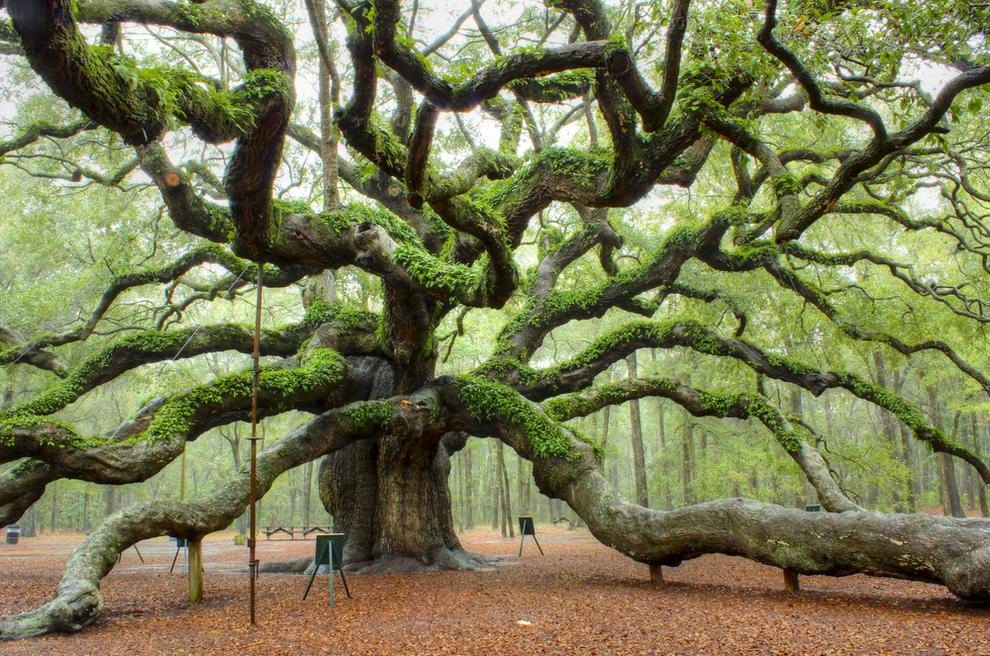 Angel Oak: Charleston, South Carolina Beautiful tree on earth