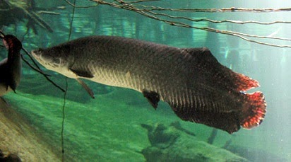 Umpan Jitu Mancing Ikan Arapaima