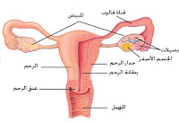 Ù†ØªÙŠØ¬Ø© Ø¨Ø­Ø« Ø§Ù„ØµÙˆØ± Ø¹Ù† Ø¨ÙŠØ¶Ø© ØªÙÙ„Ù‚Ù‘Ø­ ÙˆØªÙØ²Ø±Ø¹ ÙÙŠ Ø§Ù„Ø±Ø­Ù…