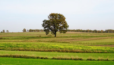 Zdjęcie: