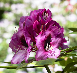 Violette Blumen mit unscharfem Hintergrund
