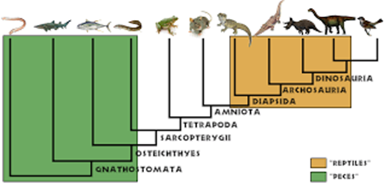 Comprensión actual de las relaciones entre los vertebrados terrestres. La primera cosa a notar, la etiqueta tetrapoda a la izquierda es la base del diagrama, indicando que todas las especies a la derecha están dentro del grupo tetrapoda. Desde aquí puedes ir por cada sendero, etiquetando cada grupo.