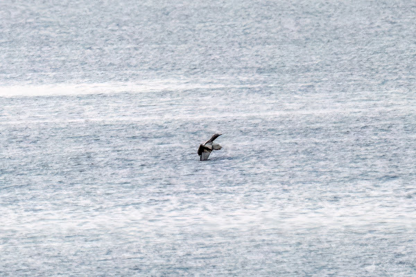 Red-throated diver