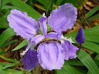 水がなくてもきれいな紫色の花を咲かせる