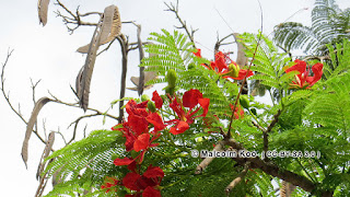 Delonix Regia Seed Pods (Royal Poinciana / Gulmohar Tree) 