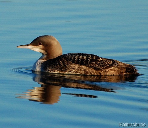 3. pacific loon-kab