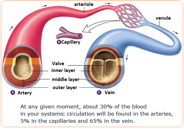 # 72 Arteries, veins and capillaries - structure and ...