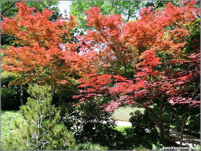 Arce del Jardín Japonés de Fort Worth