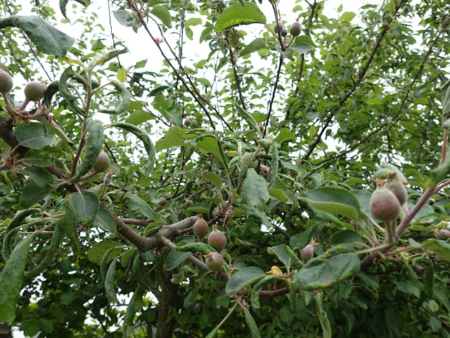 自宅の庭のリンゴの木の実も膨らんで来ました