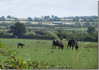 3 baby buffalo