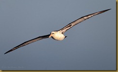 Laysan Albatross