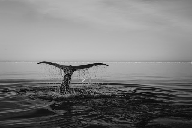 Whale Greenland