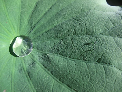 water droplet on lotus leaf