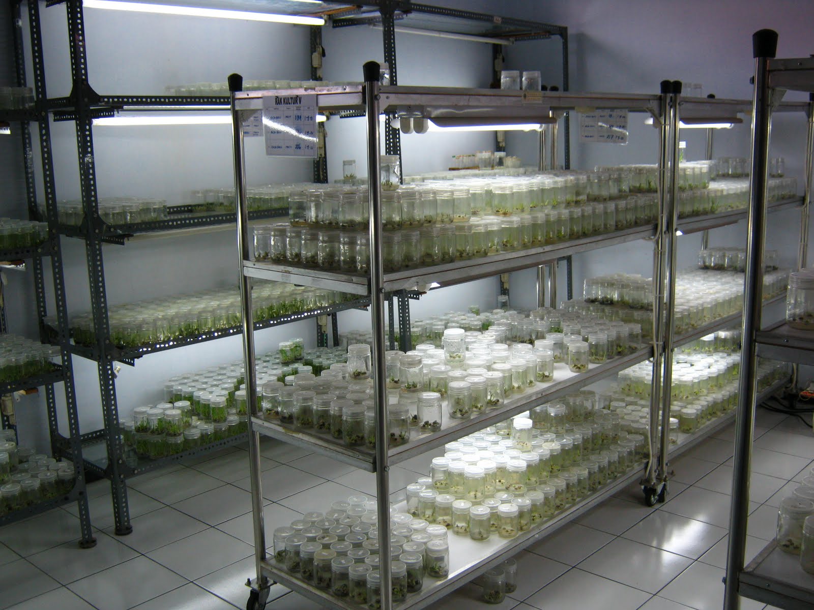 TISSUE CULTURE AND ORCHIDOLOGI KUNJUNGAN KE KEBUN  BENIH 