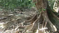 Modifikasi Akar Banir