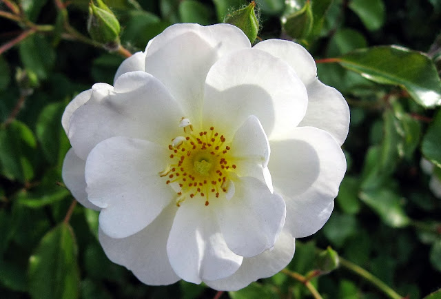 White Rose Wallpapers Free Download