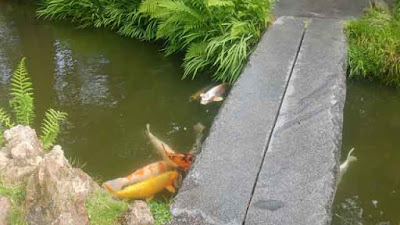 San Francisco Japanese Tea Garden - Koi