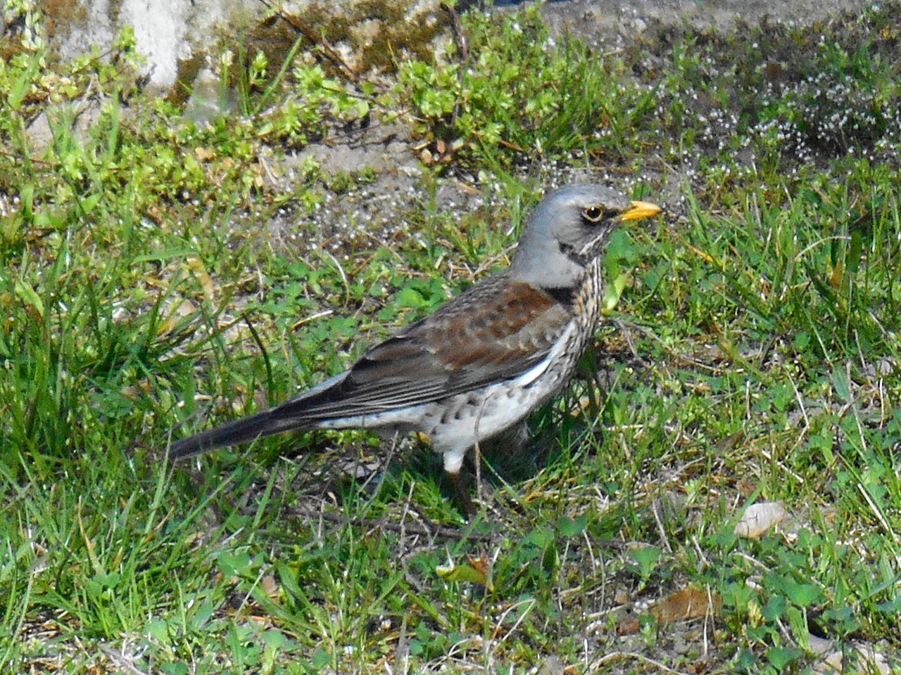 ptak, zdjęcie, ogon, przyroda