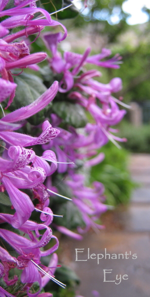 Hypoestes aristata