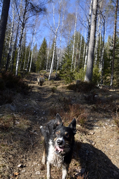 Rishue border collie