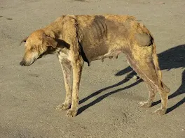 A street dog affected by rabies