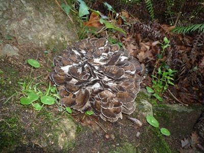 P1060311