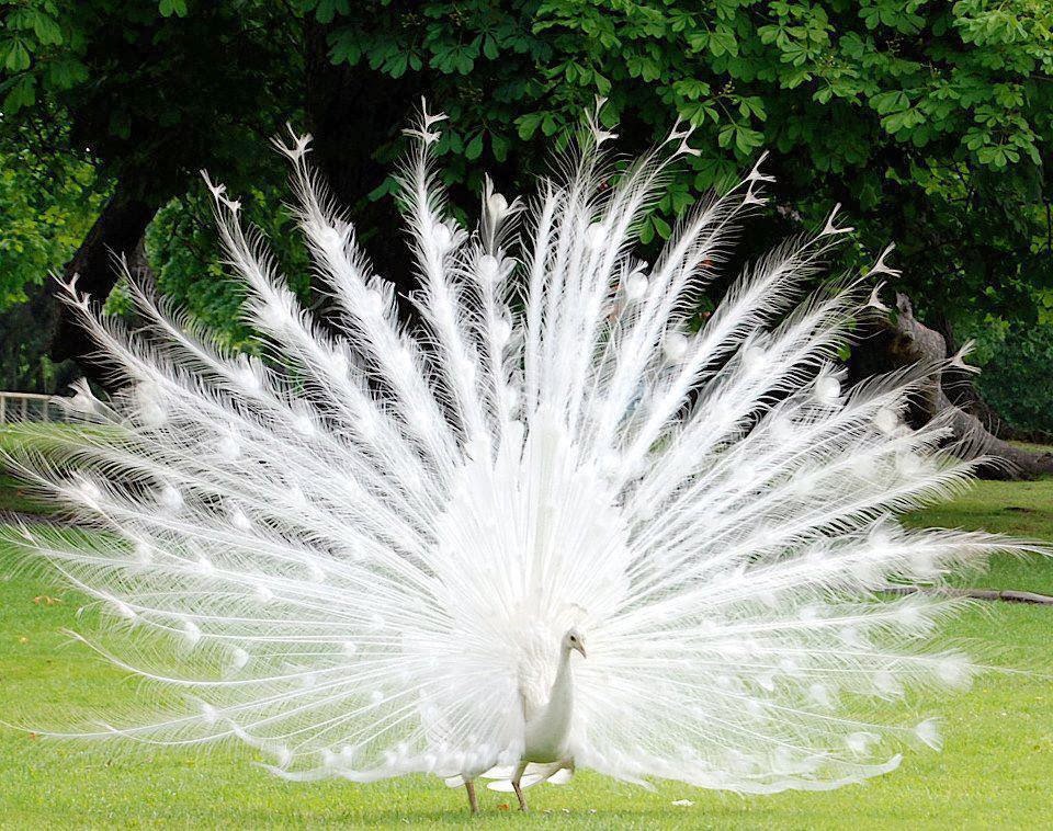 White Peacock Stunning Nature