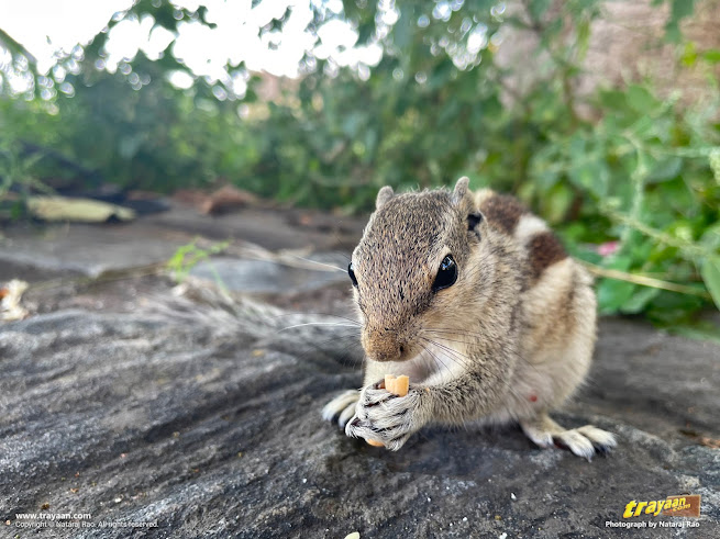 Indian palm squirrel, having a snack