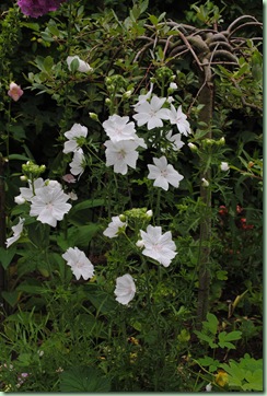 Malva moschata ‘Alba’