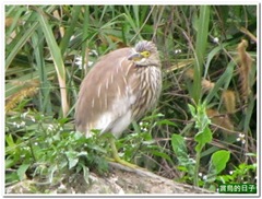 20110309_164242_045_FuHo