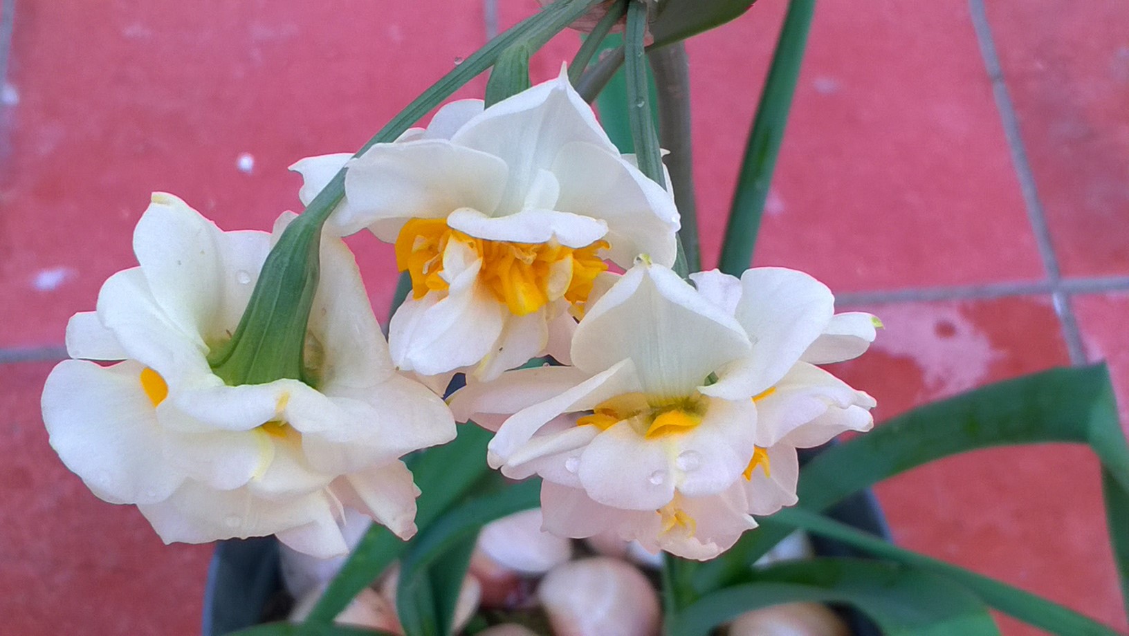 Narcissus is the name of a genus which includes flower bulbs like Daffodils, Jonquils and paperwhites. Narcissus are easily grown from bulbs. These easy-care flowering add bright spots of sunshine that will return year after year.