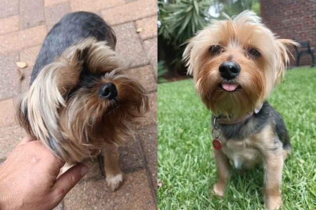 Male & Female Yorkshire Terrier