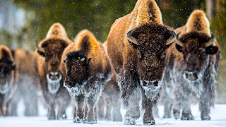 bison animals wallpaper HD quality status picture and facebook photos wathsapp status