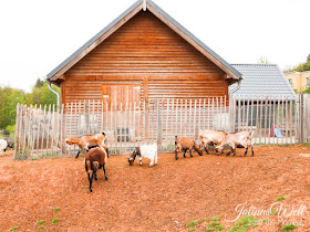 Kinderbauernhof im Center Parcs Bostalsee Ziegen