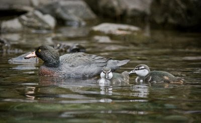 Whio and chicks in the Waikamaka River