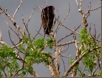 Vulture