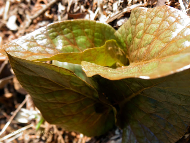 Cardiocrinum cordatum