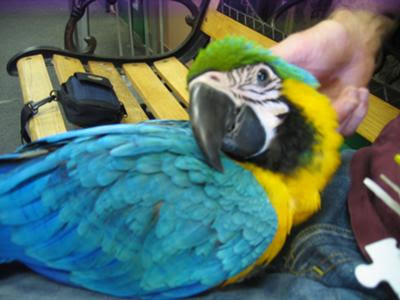 African Grey,Macaw Scarlet,Macaw green wings,Blue and Gold