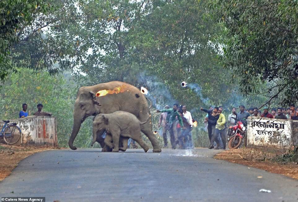 Indian Villagers Went To Extreme Lengths Attacking Mother Elephant And Her Calf With Firebombs