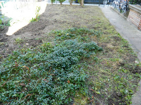 Toronto Little Italy Front Garden Cleanup After by Paul Jung Gardening Services--a Toronto Organic Gardening Services Company