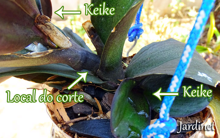 Como Tirar Mudas Keikes De Orquideas Phalaenopsis Jardinet