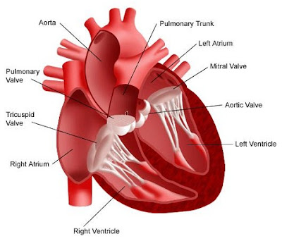 chronic heart disease symptoms