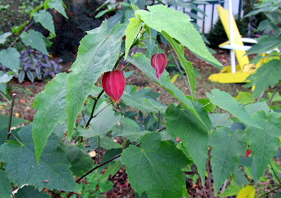 Annieinaustin, Abutilon Marilyn's choice