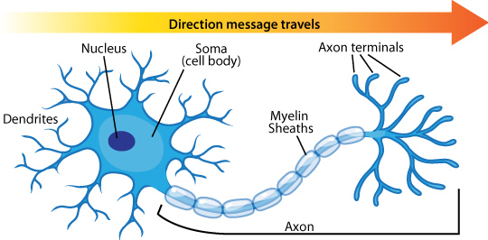 neuron anatomy azheimer beta amyloid