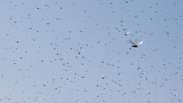 langostas invaden cielo