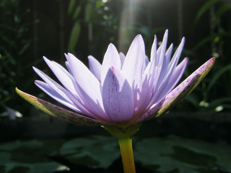 "Paul Stetson" water lily