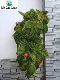 Episcia cupreata: la planta-tapete perfecta para interiores