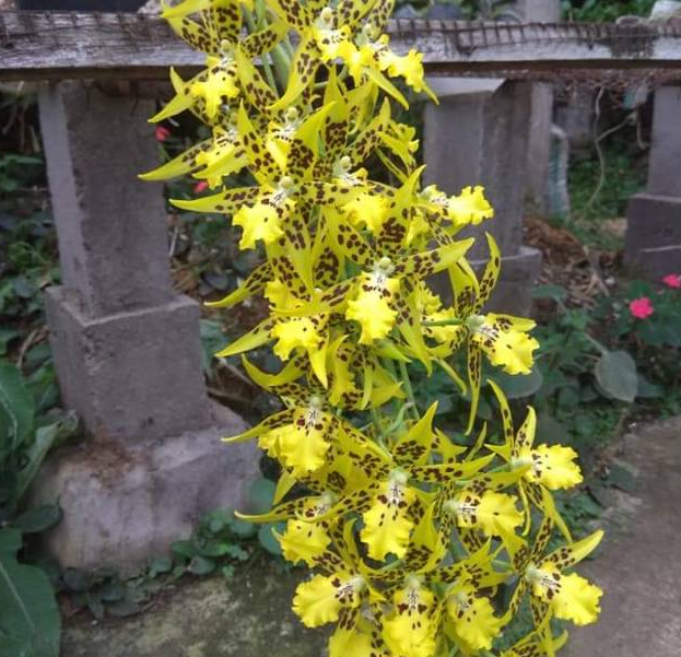 anggrek Oncidium